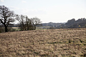 Feld und winterliche Landschaft mit Bäumen in Rye, Sussex