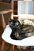 Farm cat lies in sun Arundel, West Sussex