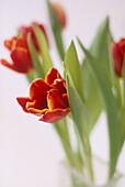 Close up details of red tulips in a glass vase