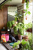 pot plants in a conservatory with black pug dog