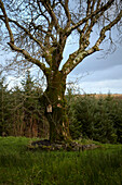 Moss covered winter tree with bird box in field