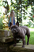Pet dog stands on stone steps with gold garden gnome
