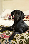 Black dog sitting on embroidered bed cover in houseboat in Richmond upon Thames, England, UK