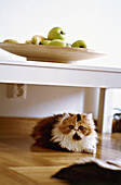 Cat beneath table