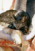 Porträt der Katze des Hausbesitzers