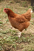 Ein Detail eines Huhns