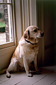 Golden labrador waiting beside front door