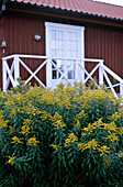Gelbe Blumen vor einem gestrichenen Holzhaus