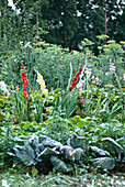 Garden flower border Gladioli Gardens borders flowers