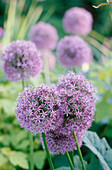 A detail of purple Allium flowers also known as Flowering Onion