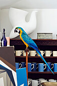 Parrot on perch in studio Suffolk, UK