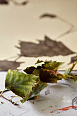 Getrocknete Blätter im Atelier einer Künstlerin und Illustratorin