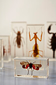 Insects preserved in resin Bridport, Dorset, UK