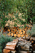 Cut firewood stacked under trees