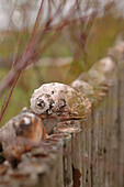 Seashell on wooden fence