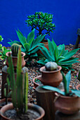 Plant pots in gravelled courtyard with varieties of cacti and other desert plants