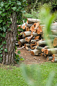Firewood stacked in woodland