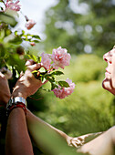 Frau pflegt Rosen im Garten ihres Hauses in Oxfordshire