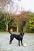 Black Labrador stands in grounds of 1840s Victorian school house