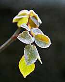 Sunlight on frosted leaves