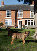 Two dogs on grass of brick house exterior 