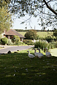 Ducks on grass under shaded tree of rural home