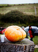 Pumpkin on log with disposable cup at summer fete