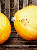 Two pumpkins on wooden park bench