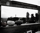 Pumpkins on wooden fence