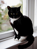 Black cat sits on windowsill of Georgian townhouse