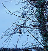 Vögel in einem Winterbaum in der Landschaft von Powys