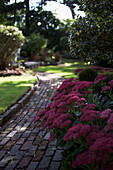 Brickwork path in sunlit back garden with pink flowers