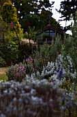 Lavender (Lavandula) and Cotton Lavender (Santolina chamaecyparissus) with plant stems and summerhouse 