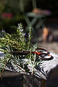 Lavender (Lavandula) cuttings with scissors on wooden bench