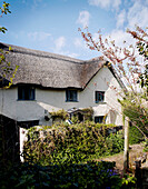 Thatched Devon cottage