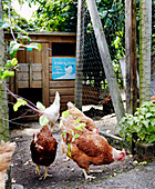 Chickens at gate of hen coop