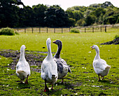Rear view of ducks walking Yorkshire England