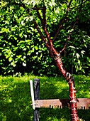 Rusty saw with young tree