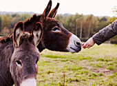 Hand holds out piece of fruit to curious donkey
