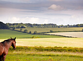 Horse stands look out over farming land and fields