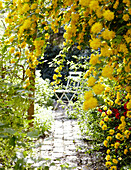 Yellow plant over-growing brick footpath with folding chair
