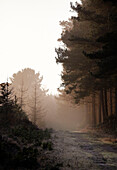 Misty morning in winter woodland