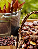 Crates of dried fruit and leaves with Chestnuts (Castanea) in Essex garden England UK
