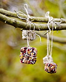 Dried fruits hang from trees in Essex garden England UK
