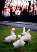 Four white ducks on roadside in rural Surrey England UK