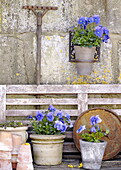 Garden detail flowering pansies and gardening equipment in the City of Bath Somerset, England, UK