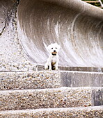 Small dog sits looking forlorn on concrete coastal steps Isle of Wight England UK