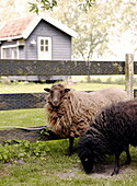 Sheep in Abbekerk Dutch province of North Holland in the municipality of Medemblik