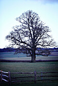 Bare winter tree in Oxfordshire countryside, England, UK