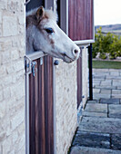 White pony's head at stable door